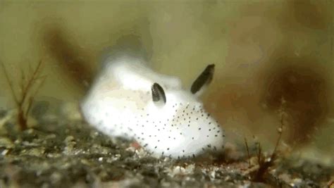 Sea Bunnies Japan Is Going Crazy About These Furry Sea