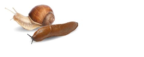 Slugs Png Isolated Pic Png Mart