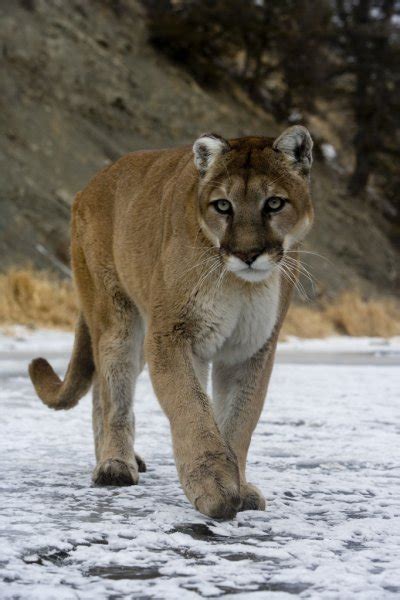 Puma Or Mountain Lion Puma Concolor Stock Photo By ©mikelane45 34624231