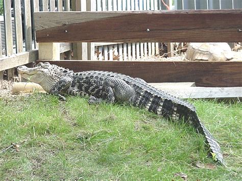 Photo Gallery Alligators Alligator In The Yard