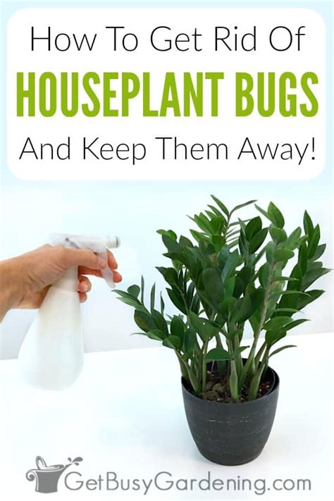 As adults, these pests damage plants by feeding on leaves, soft fruits, shoots and blossoms. How To Get Rid Of Bugs On Houseplants - Get Busy Gardening