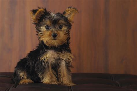Puppy Yorkie Wallpapers Wallpaper Cave