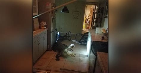 Watch 11 Foot Alligator Breaks Into Florida Homeowners Kitchen