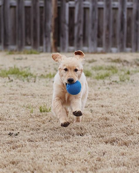 Golden Retriever Puppy Playing Fetch Photography Golden Retriever