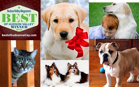 Pets