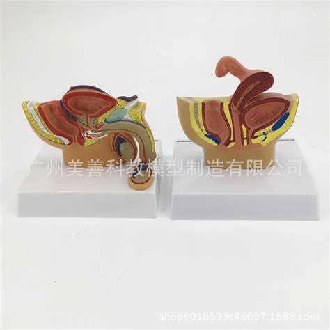 12 Male Pelvic Sagittal Section Testicular Prostate Bladder Rectal Urinary System Model