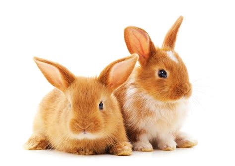 Can Rabbits Mate With Siblings Is It Safe Rabbit Informer