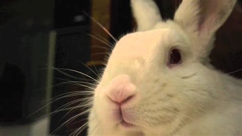 Twinky The Cutest Bunny In The World Youtube
