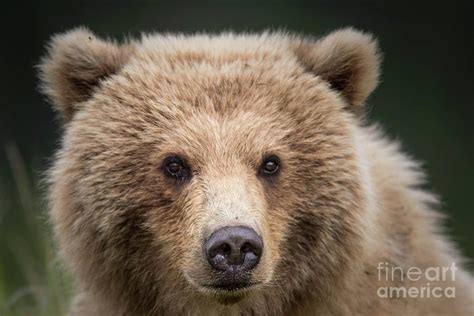 Cute Grizzly Bear Cub Closeup Photograph By Rob Daugherty Fine Art