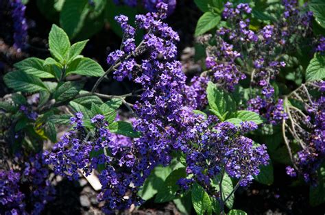 Heliotropium Arborescens ‘fragrant Delight Purple Heliotrope Shade