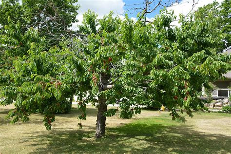 Maybe you would like to learn more about one of these? Bing Cherry (Prunus avium 'Bing') in Kansas City Overland ...