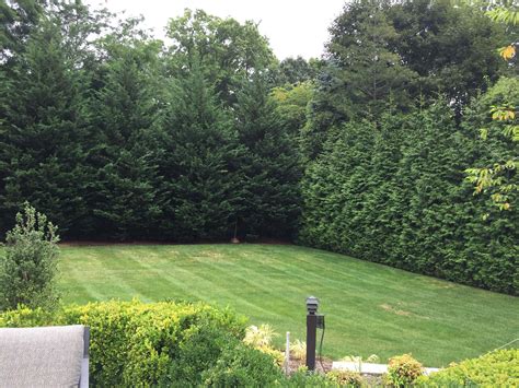 Three “privacy” Plantings You Need In Your Landscape The Todd Group