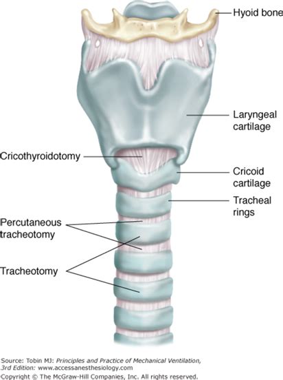 Tracheal Cartilage Diagram