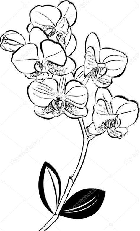 Orchid Drawing Outline At Getdrawings Free Download