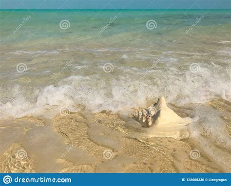 Waves Wash Up On A Conch Shell In Turks And Caicos Stock Photo Image
