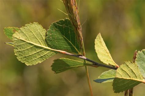 8 Best Birch Trees In Maine To Plant Or Appreciate