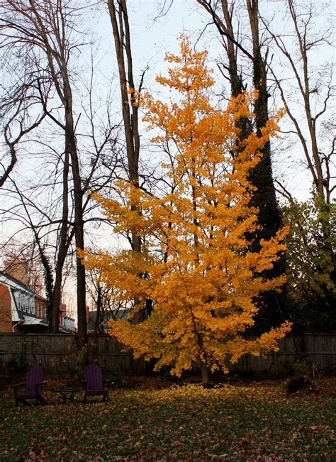 This cultivar was first planted in 1940 in the roosevelt boulevard, philadelphia pennsylvania usa. Ginkgo biloba 'Princeton Sentry' fall color | Deciduous ...