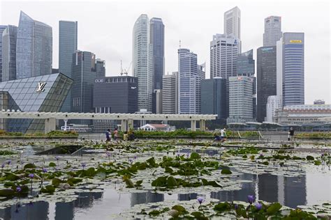 High Rise Buildings And Lily Pond Downtown Singapore Pictures