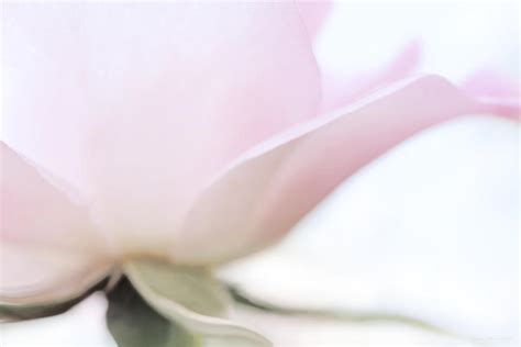 Rose Flower Petals Soft Pink Photograph By Jennie Marie Schell Fine