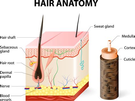 In addition, the temperature of the dryer, ultraviolet light, dye, bending medicine, … are also factors that make cuticle layer get. Splitting Ends: Why Does Our Hair Split? - The Pretty Pimple