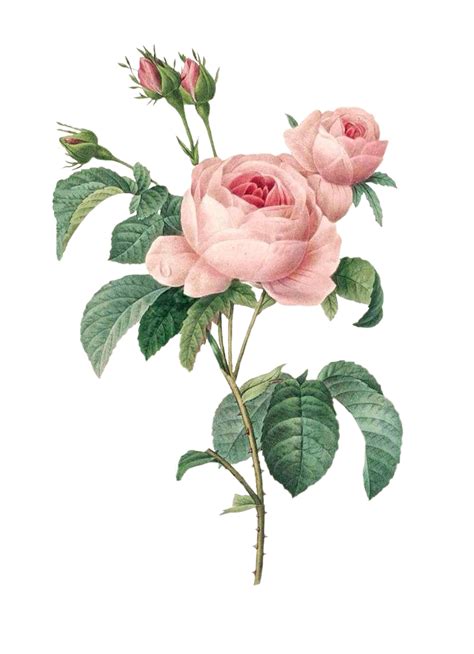 Vintage Pink Roses Botanical Painting Botanical Drawings Botanical
