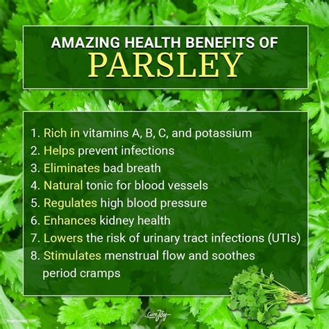 Parsley Can Play A Vital Part In Your Well Being Parsley Benefits