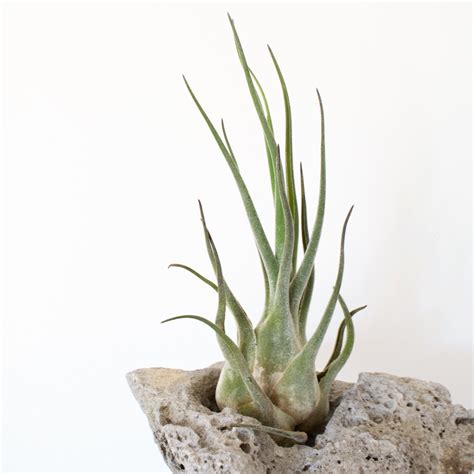This type of air plant (tillandsia ionantha) blooms bright colour flowers. 40 Stunning Photos Featuring Varieties and Types of Air Plants