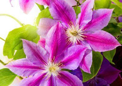 Los fondos de pantalla son imágenes que se muestran en el escritorio la primera vez que enciendes la computadora. fondo-pantalla-flores-movil-27 | Imágenes bonitas, Fotos ...