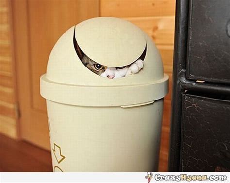 See The Fresh Funny Cat Hiding Pictures Hilarious Pets Pictures