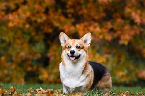 How Much Do Corgis Cost Prices And Expenses Calculated