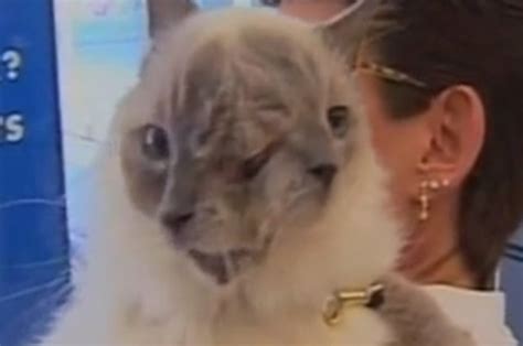 Worlds Oldest Two Faced Cat Dies Aged 15 Daily Star