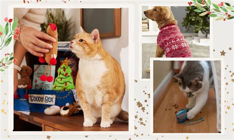 Pamper Your Pet With These Vet-Recommended Holiday Gifts | BeChewy