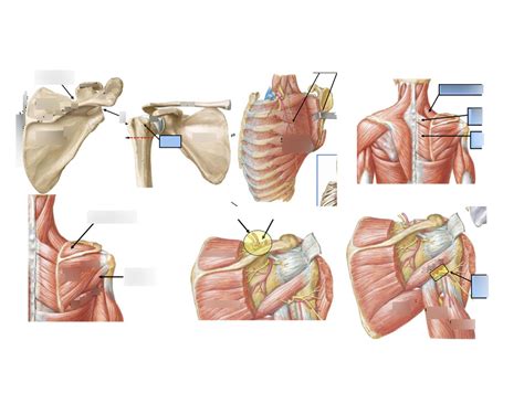 Msk Posterior Shoulder Diagram Quizlet