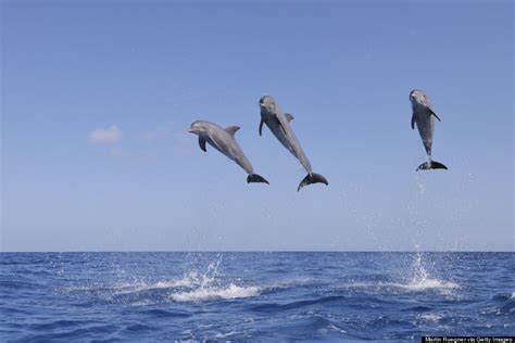 Celebrate National Dolphin Day With A Look At These Unique Dolphin