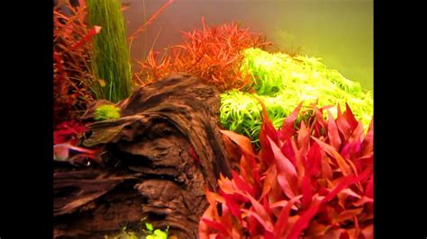 Aquascaping is the craft of arranging aquatic plants, as well as rocks, stones, cavework, or driftwood, in an aesthetically pleasing manner within an aquarium—in effect, gardening under water. Aquascape dutch style 140 liter - YouTube