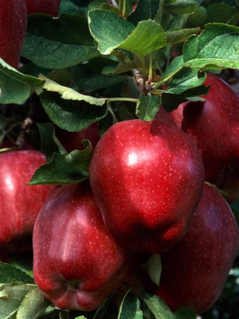 Information About Apple Leaves On Trees Hunker