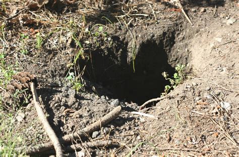 Do Rats Dig Holes In Your Lawn A Pictures Of Hole 2018