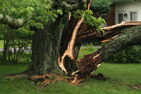 Storm Damage Services In Salt Lake City Utah Affordable Tree Care