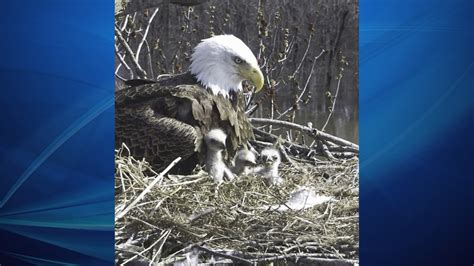 trio of bald eagles caring for eaglets in mississippi river nest