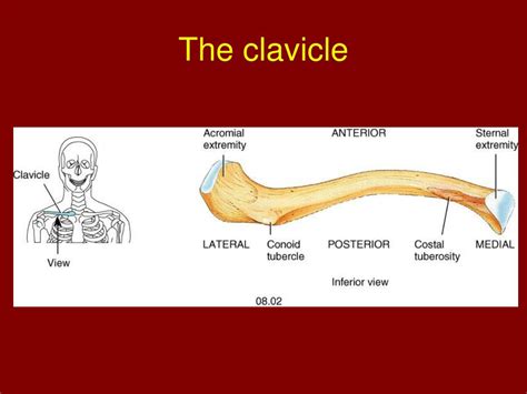 Ppt Chapter 8 The Appendicular Skeleton Powerpoint Presentation Free
