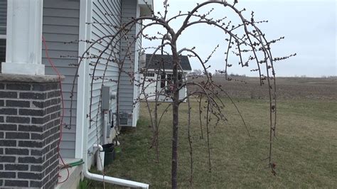 Pruning A Young Weeping Cherry Youtube