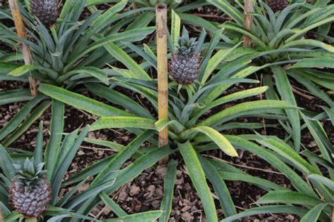 How To Grow A Pineapple At Home Plant Care Plantopedia