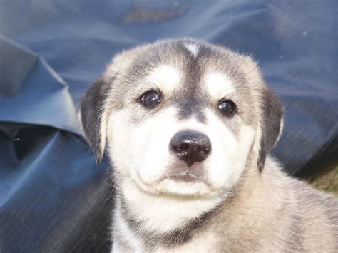 Siberian Husky Lab Mix Puppies