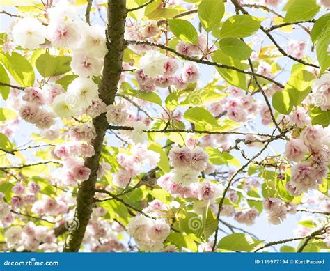 Blooming Cherry Tree Flowers On A Sunny Day Stock Photo Image Of