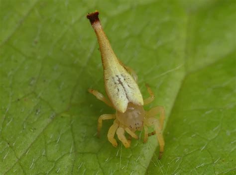 Scorpion Tailed Spider Arachnura Higginsi Ausemade