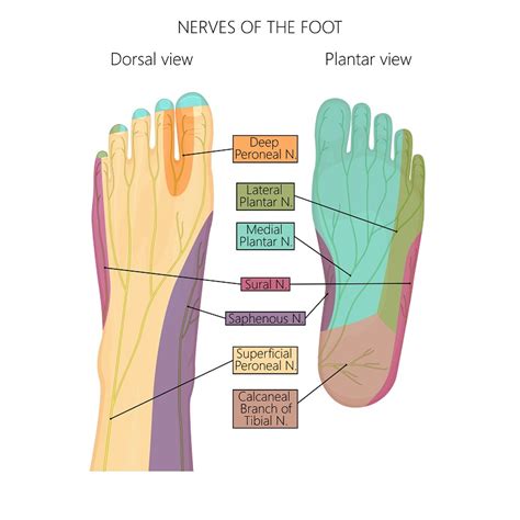 Nerve Endings In Foot Diagram