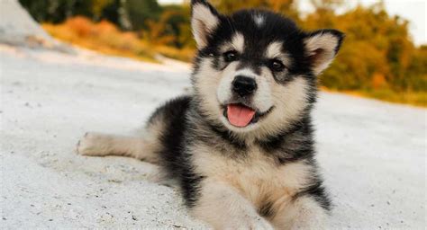 Dogs That Look Like Huskies Which Will Be Your Favorite