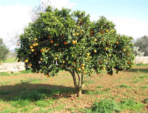 Origen Del Cultivo De La Naranja Valenciana Naranjas Ya