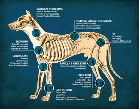 Pin Di Dog Canine Anatomy