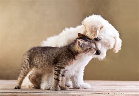 Dog Breeds That Get Along With Cats